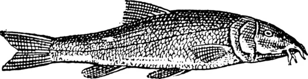 Иллюстрация Рыбы — стоковый вектор
