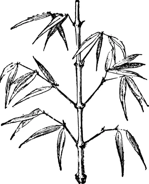 葉や植物を持つ植物のイラスト — ストックベクタ