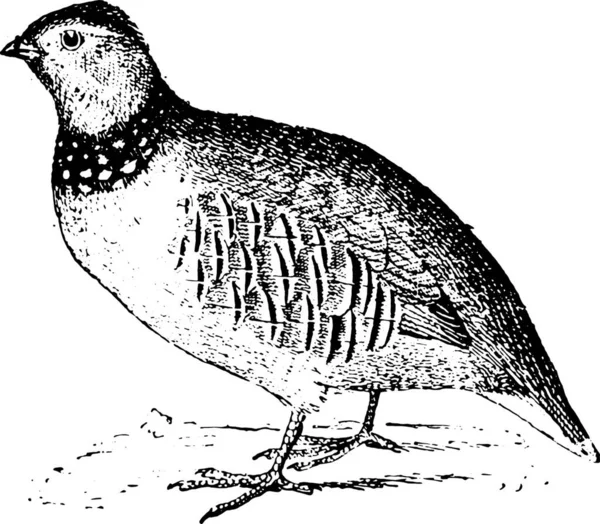 Ilustración Vectorial Pájaro Grabado Antiguo Vintage — Vector de stock