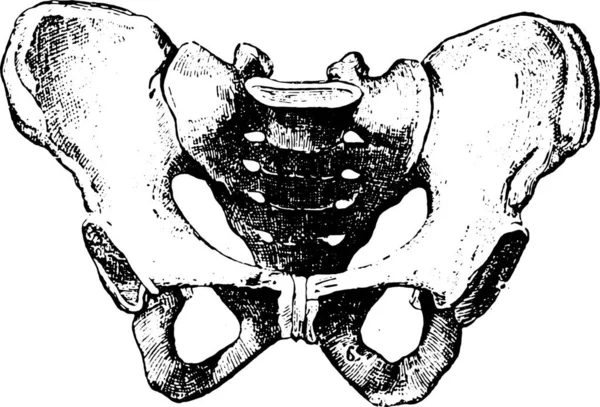 Pelvis Ilustración Grabada Vintage Diccionario Palabras Cosas Larive Fleury 1895 — Vector de stock