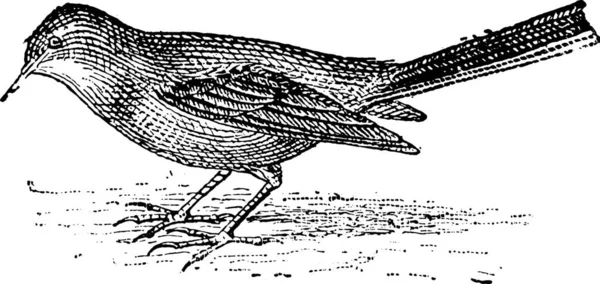 Esta Ilustração Representa Imagem Pássaro — Vetor de Stock