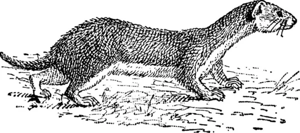 Απεικόνιση Ενός Ασπρόμαυρου Σκαντζόχοιρου — Διανυσματικό Αρχείο