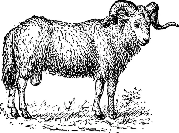 羊のベクトル図です — ストックベクタ