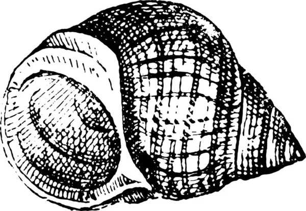 Векторна Ілюстрація Черепашки — стоковий вектор