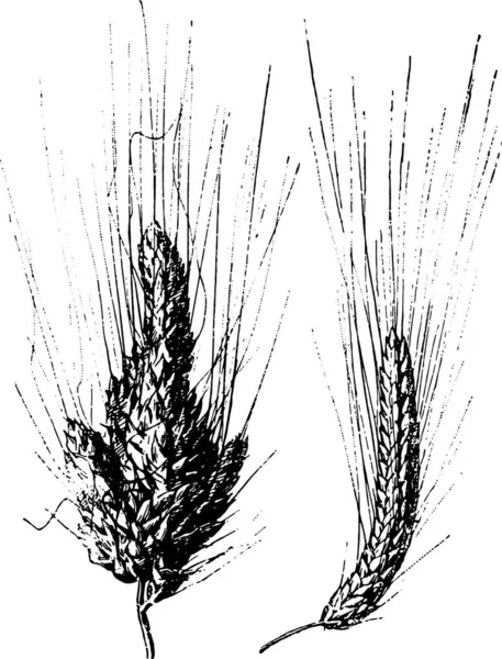 Tarweoren Een Witte Achtergrond — Stockvector