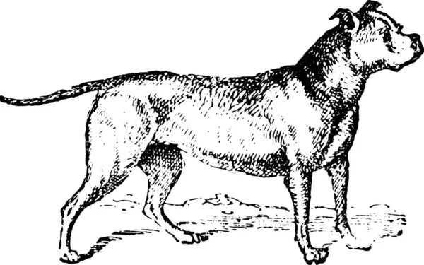 Dibujo Vectorial Perro — Vector de stock
