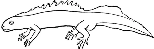 Векторная Иллюстрация Наброска Волка — стоковый вектор