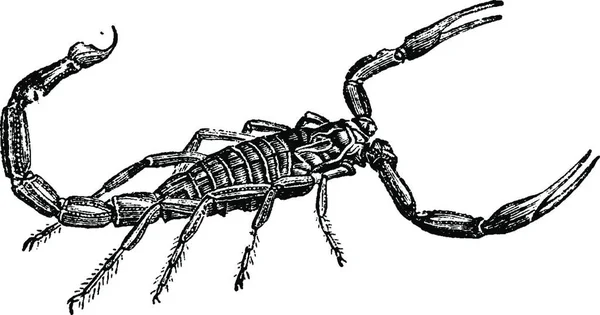 サソリ ヴィンテージには 図が刻まれています 1880 動物の自然史 — ストックベクタ