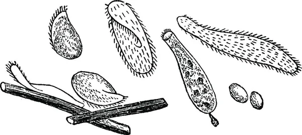 Infusoria Vintage Gegraveerde Afbeelding Natural History Dieren 1880 — Stockvector