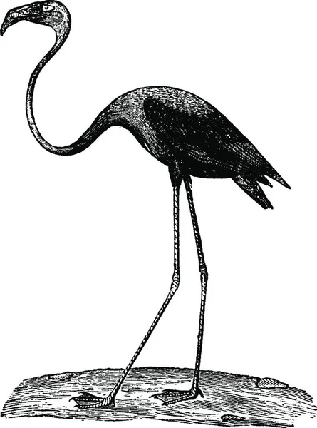 Flamingo Flamingoes Vintage Engraved Illustration Natural History Animals 1880 — Stock Vector