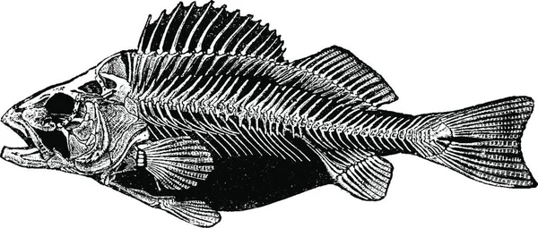 Bir Balığın Resmi — Stok Vektör