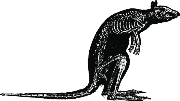 Bir Dinozor Çizimi — Stok Vektör