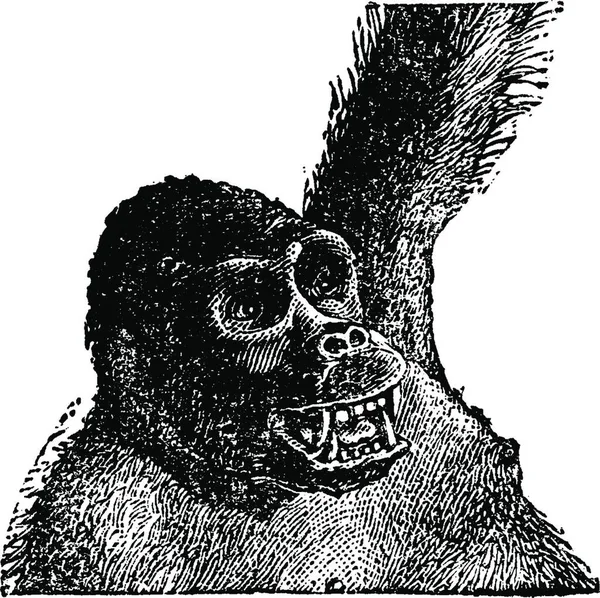 Eski Goril Kafa Vintage Illüstrasyon Kazınmış Doğal Tarih Hayvanların 1880 — Stok Vektör