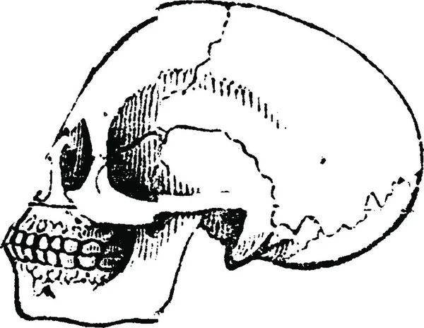 Crânio Negro Vintage Gravada Ilustração História Natural Dos Animais 1880 — Vetor de Stock