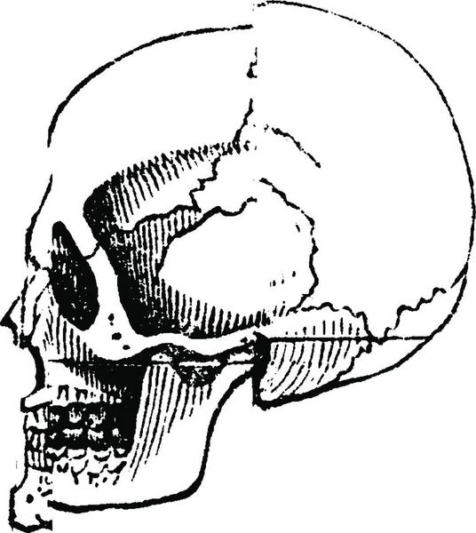 头骨白色男性 复古刻插图 动物的自然历史 1880 — 图库矢量图片