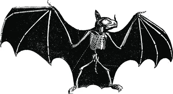 Murciélago Esqueleto Ilustración Grabada Vintage Historia Natural Los Animales 1880 — Archivo Imágenes Vectoriales