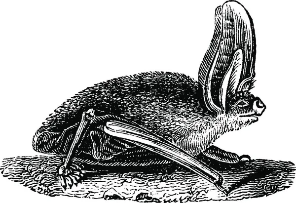 Morcego Orelhas Longas Cinza Andando Terra Ilustração Gravada Vintage História — Vetor de Stock