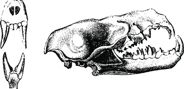 Calavera Vampiro Ilustración Grabada Vintage Historia Natural Los Animales 1880 — Archivo Imágenes Vectoriales