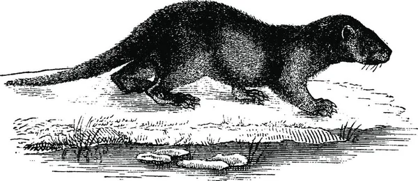 Wydra Vintage Grawerowane Ilustracja Historii Naturalnej Zwierząt 1880 — Wektor stockowy