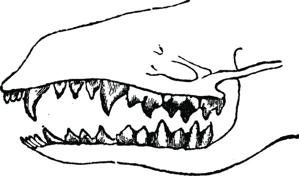 Зубы Насекомоядной Винтажной Гравированной Иллюстрации Естественная История Животных 1880 — стоковый вектор