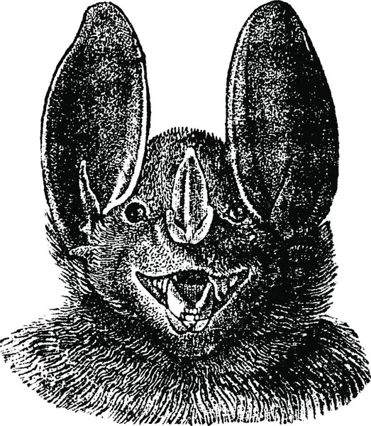 Głowy Wampirem Vintage Grawerowane Ilustracja Historii Naturalnej Zwierząt 1880 — Wektor stockowy