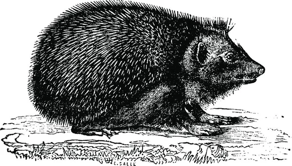 Hedgehog Vintage Engraved Illustration Natural History Animals 1880 — Stock Vector