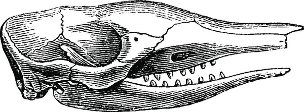 Kopf Des Gürteltieres Gravierte Illustration Naturgeschichte Der Tiere 1880 — Stockvektor