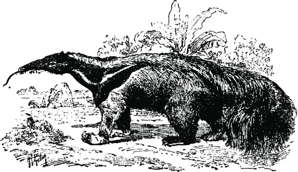 Mrówkojad Vintage Grawerowane Ilustracja Historii Naturalnej Zwierząt 1880 — Wektor stockowy