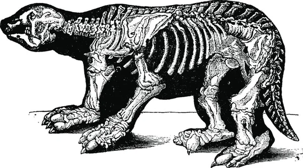 Megatherium Iskelet Vintage Illüstrasyon Kazınmış Doğal Tarih Hayvanların 1880 — Stok Vektör