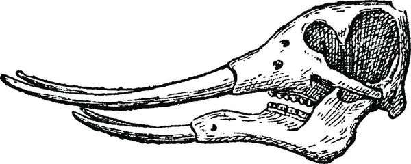 Illustration Hand Drawn Vector Sketch Frog — стоковый вектор
