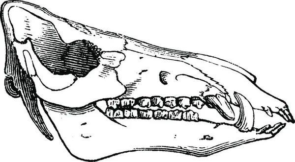 Woodcut Ilustração Jovem — Vetor de Stock