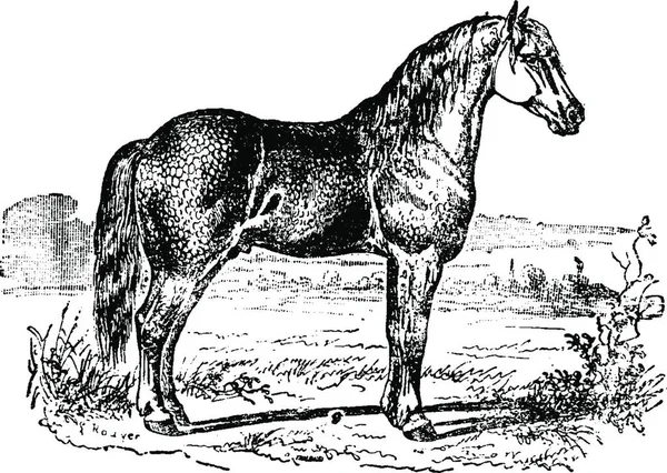 Caballo Sobre Fondo Blanco — Archivo Imágenes Vectoriales