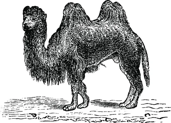 Kamel Gravierte Vintage Illustration Naturgeschichte Der Tiere 1880 — Stockvektor