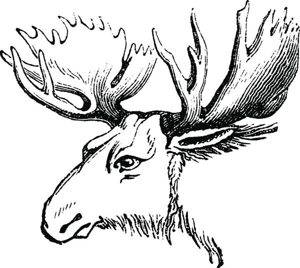 Orignal Wapiti Eurasie Illustration Gravée Vintage Histoire Naturelle Des Animaux — Image vectorielle