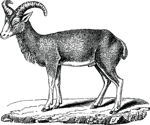 Mouflon Ilustración Grabada Vintage Historia Natural Los Animales 1880 — Vector de stock