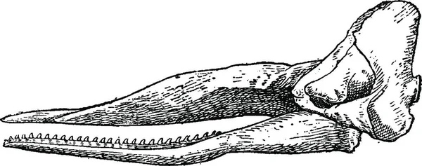 Sperm Balinası Kafatası Vintage Illüstrasyon Kazınmış Doğal Tarih Hayvanların 1880 — Stok Vektör