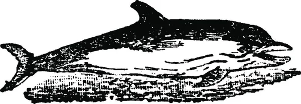 Delfin Vintage Grawerowane Ilustracja Historii Naturalnej Zwierząt 1880 — Wektor stockowy