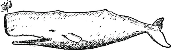 Этой Иллюстрации Изображена Морская Черепаха — стоковый вектор