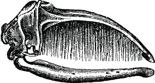 Questa Illustrazione Dizionario Una Noce — Vettoriale Stock