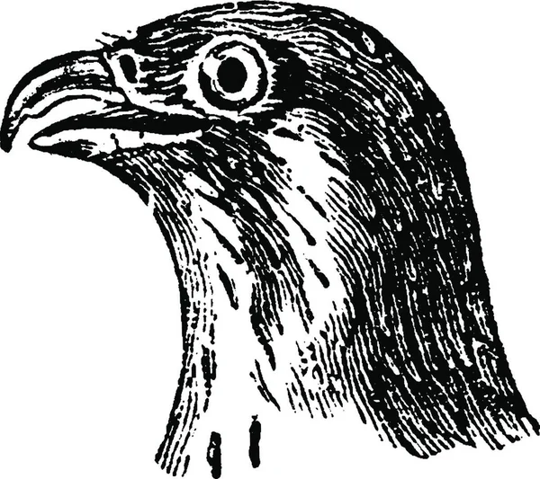 Falcon Head Illustration Gravée Vintage Histoire Naturelle Des Animaux 1880 — Image vectorielle