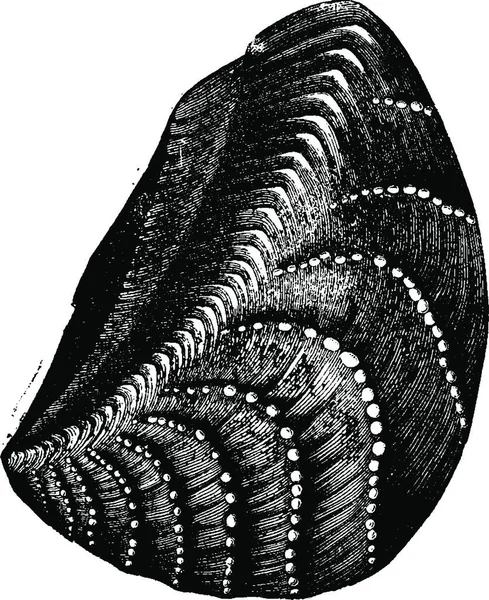 Moluscos Sem Cabeça Gastrópodes Período Jurássico Ilustração Gravada Vintage Terra — Vetor de Stock