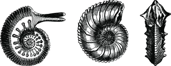 Illustration Escargot — Image vectorielle
