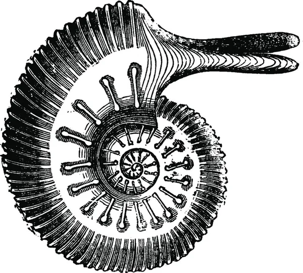 Ammoniteszek Jason Vintage Vésett Illusztráció Föld Ember 1886 Előtt — Stock Vector