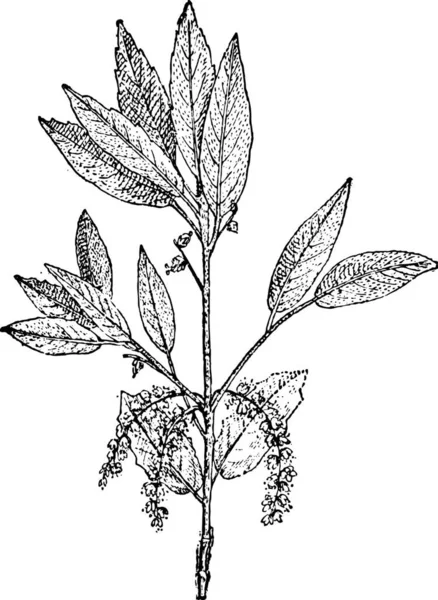 栓皮栎或欧洲栓皮栎 复古刻的插图 单词和事 Larive 和弗洛瑞 1895年的字典 — 图库矢量图片
