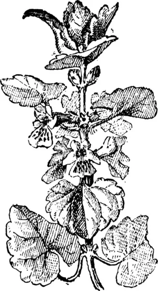 Ground Ivy Glechoma Hederacea Illustrazione Incisa Epoca Dizionario Delle Parole — Vettoriale Stock