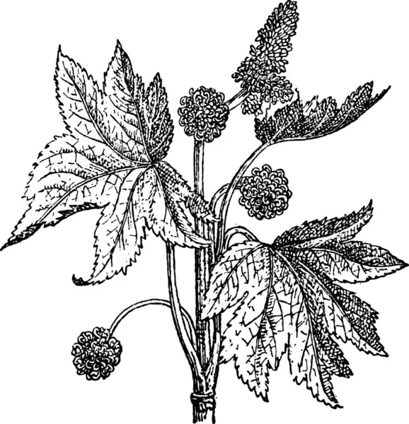 동양의 스위트 Liquidambar Orientalis 빈티지 단어와 사물에 Larive Fleury 1895 — 스톡 벡터