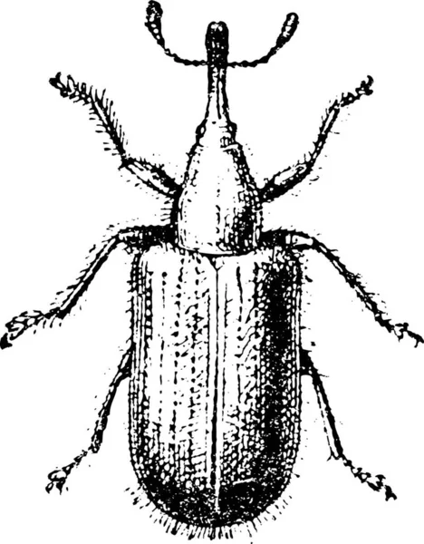 Rüsselkäfer Oder Curculionoidea Gravierte Illustration Wörterbuch Der Wörter Und Dinge — Stockvektor