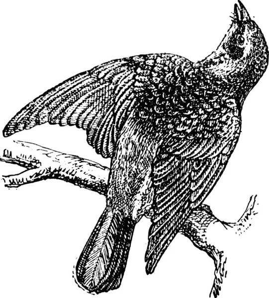 Kramsvogel Turdus Pilaris Vintage Gegraveerd Illustratie Woordenboek Van Woorden Dingen — Stockvector
