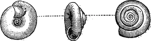 庭园蜗牛或螺旋筏子 复古刻的插图 单词和事 Larive 和弗洛瑞 1895年的字典 — 图库矢量图片