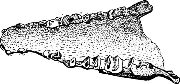 Lophiodon Δείχνει Ένα Χαμηλότερο Σαγόνι Vintage Εικονογράφηση Χαραγμένο Απολίθωμα Λεξικό — Διανυσματικό Αρχείο